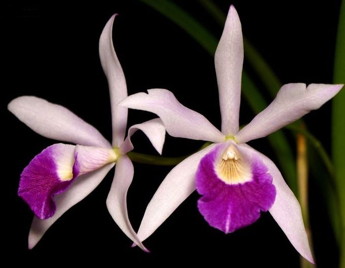 Cattleya Button Top × Morning Glory Orquídeas cor de rosa e púrpura com fundo preto
