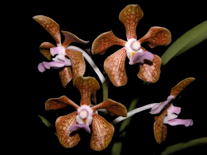 Vanda Bensonii Orquídeas castanhas com tons lilases em fundo preto