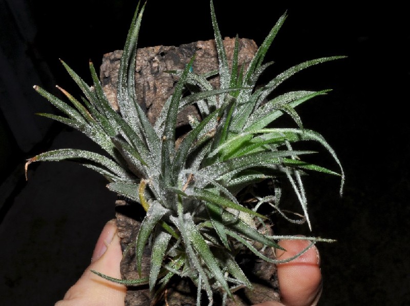 Tillandsia Ionanthera Planta Tillandsia verde fixada em cortiça, segurada por uma mão.