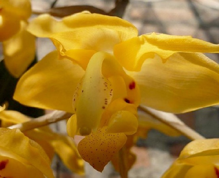 Stanhopea Pozoi Flor amarela com pétalas largas e pequenas manchas vermelhas e roxas em close-up