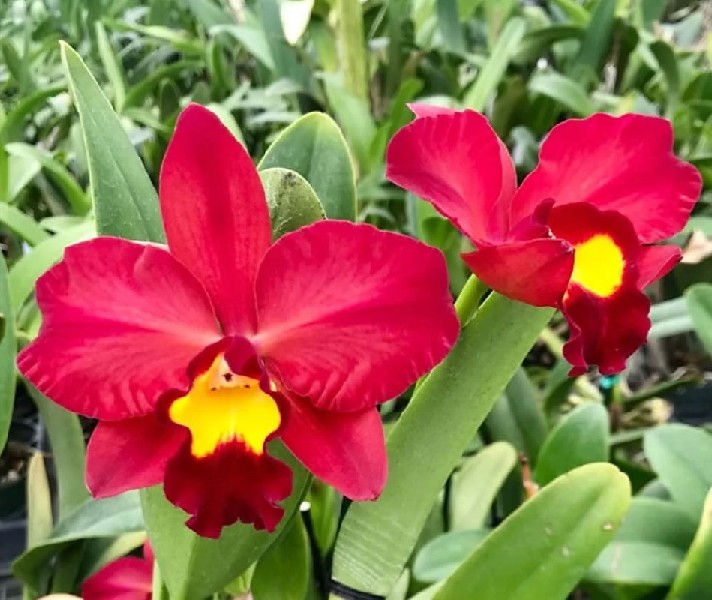 Cattleya Smiley Kiss 'Wilson' Orquídeas vermelhas com centro amarelo brilhante e folhas verdes