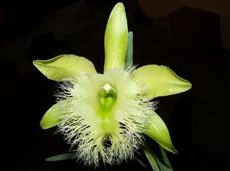 Rhyncholaelia Digbyana 'Green Giant' XL Flor amarela com pétalas longas e centro franjado em fundo escuro