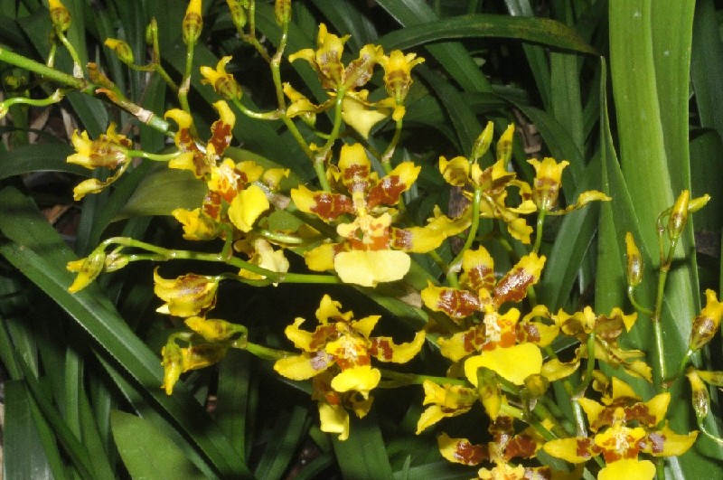 Oncidium Sphacelatum Flores amarelas e castanhas com pétalas irregulares e folhas verdes