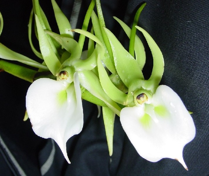 Angraecum Eburneum 'Africa' Flores brancas e verdes sobre fundo preto