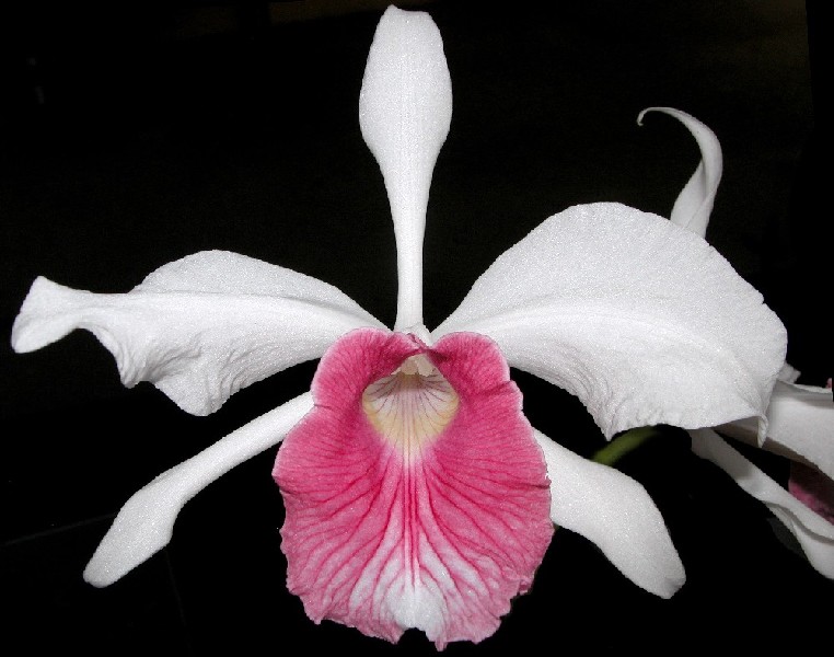 Laelia Purpurata f. Carnea Orquídea branca com centro rosa sobre fundo preto
