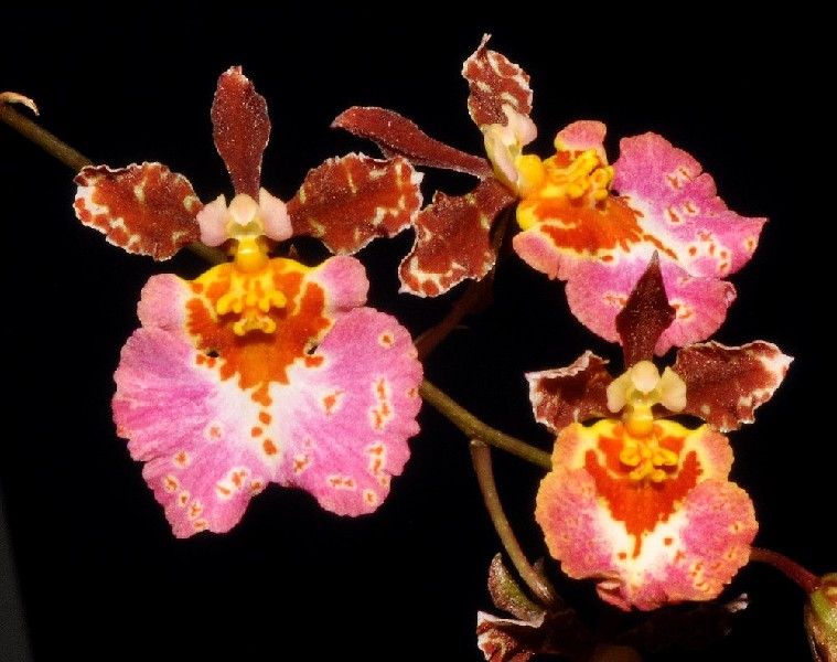 Tolumnia (Jairak Rainbow x Pulchellum) x Tetrapetalum Flores de orquídea rosa, amarelas e castanhas sobre fundo preto