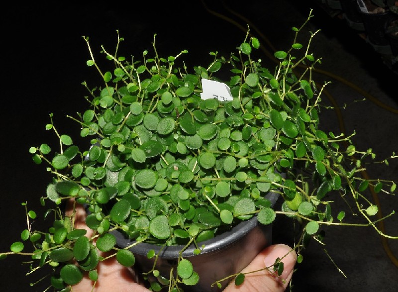 Peperomia Rotundifolia Planta com folhas pequenas em vaso preto