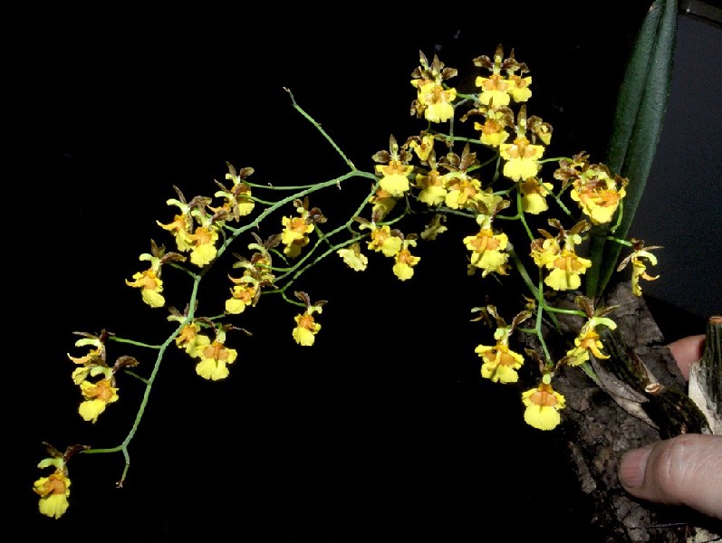Oncidium Longicornu Orquídea amarela com flores pequenas e ramos verdes segurada à mão