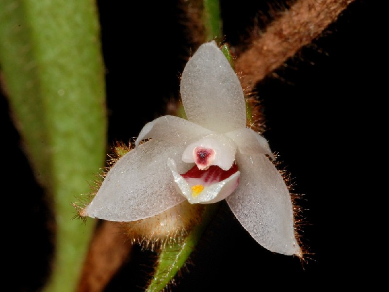 Trichotosia Pulvinata Flor branca com pétalas translúcidas e centro rosado em fundo preto