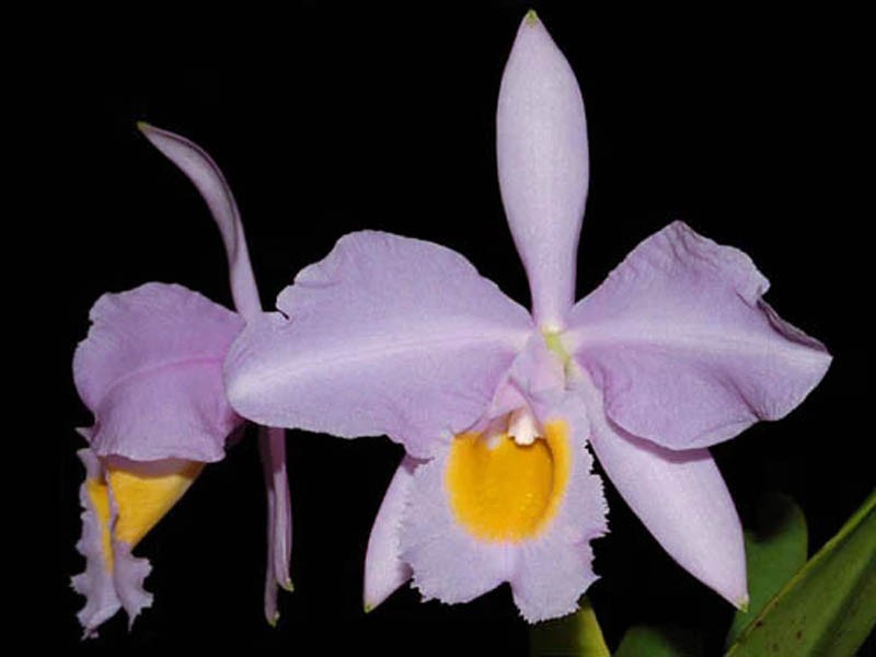 Cattleya Eldorado Concolor x Coerulea Orquídeas lilás com centro amarelo em fundo preto.