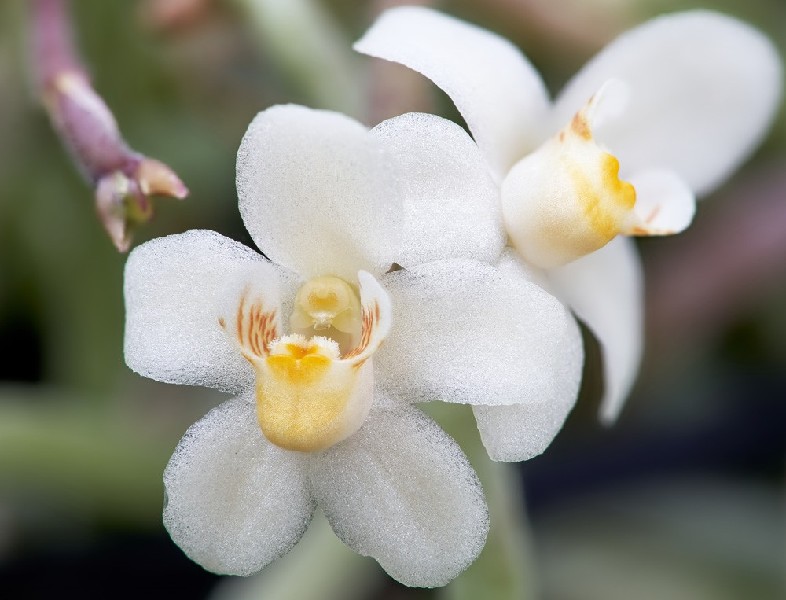 Chiloschista Breviseta Flores brancas com centro amarelo e detalhes marrons em fundo desfocado