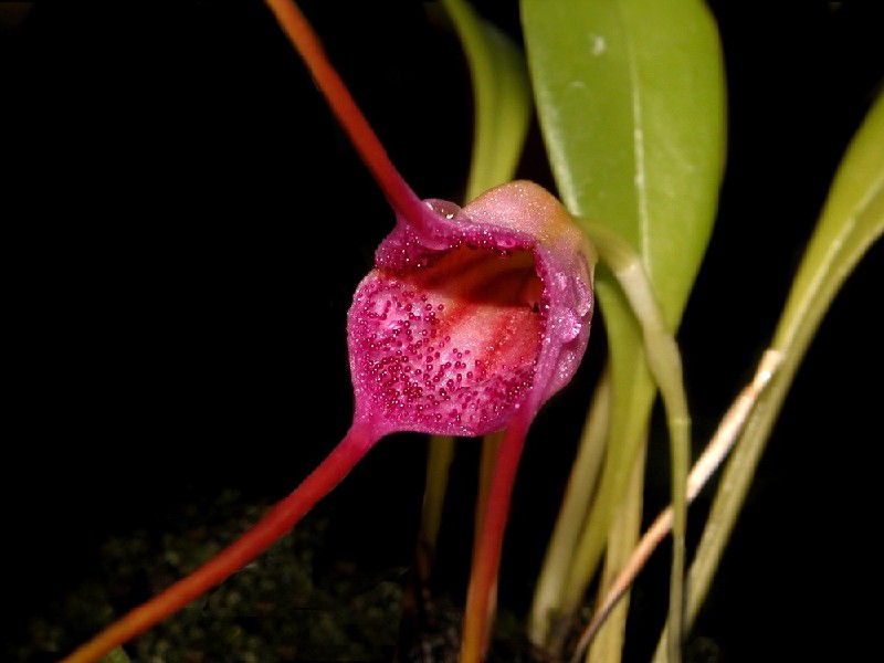 Masdevallia Glandulosa Flor rosa e vermelha com folhas verdes