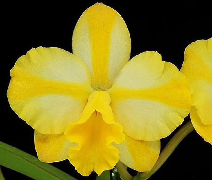 Cattleya Candy House 'Happiness' Orquídea amarela com pétalas largas e centro ondulado