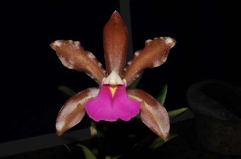 Cattleya Bicolor x Dormanniana Orquídea castanha com labelo rosa e vasos no fundo escuro