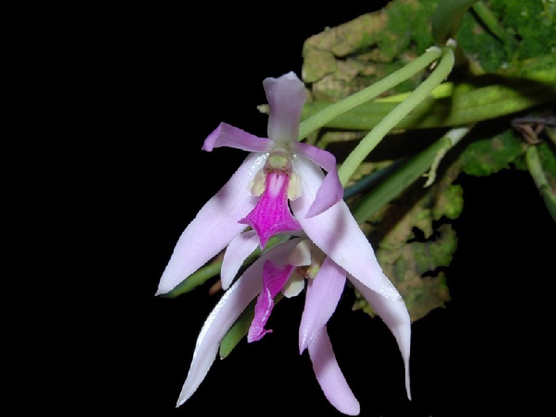 Leptotes Pohlitinocoi Flor de orquídea rosa com folhas verdes