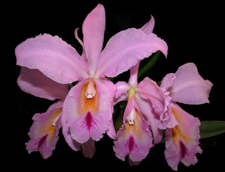 Cattleya Labiata Flores de orquídea rosa com detalhes amarelos e vermelhos em fundo preto