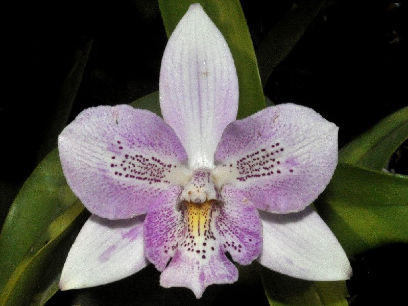 Cattleya Chantilly Lace 'Twinkle' Flor de orquídea lilás e branca com folhas verdes ao fundo