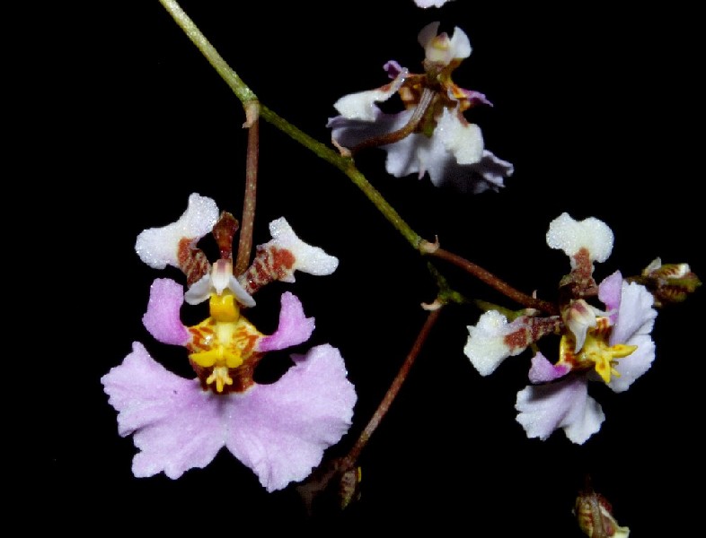 Tolumnia Scandens Flores de orquídea em tons de rosa e branco com detalhes amarelos