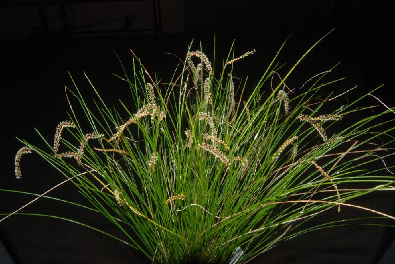 Dendrochilum Tenellum Planta ornamental com folhas verdes longas e flores claras, fundo escuro