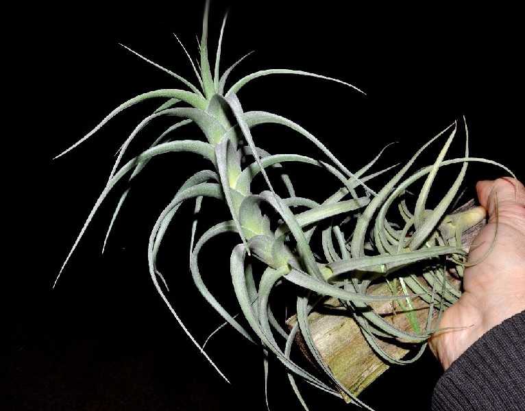 Tillandsia Incarnata Planta Tillandsia verde acinzentada com folhas finas segurada por uma mão