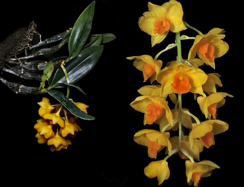 Dendrobium Griffithianum Flores amarelas com detalhes alaranjados e folhas verdes