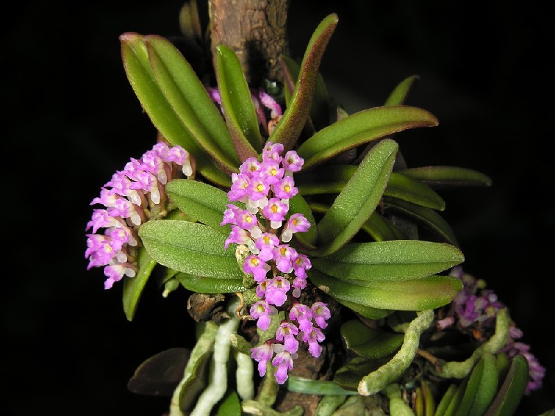 Schoenorchis Fragrans Orquídea com pequenas flores cor-de-rosa e folhas verdes em galho de madeira