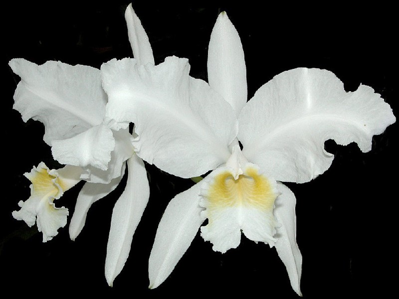 Cattleya Lueddemanniana Alba Flores de orquídea brancas com centro amarelo claro
