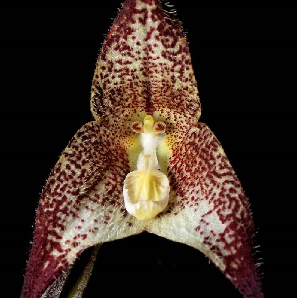 Dracula Marsupialis Flor exótica creme com manchas vermelhas e centro amarelo