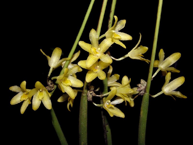 Octomeria Juncifolia Flores pequenas amarelas em caule verde com fundo preto