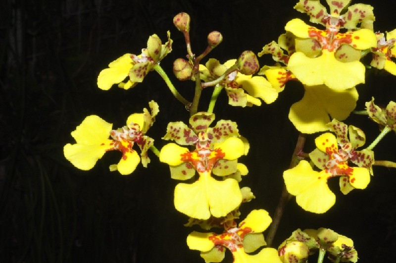 Oncidium Sprucei Flores amarelas com manchas castanhas e vermelhas em fundo escuro