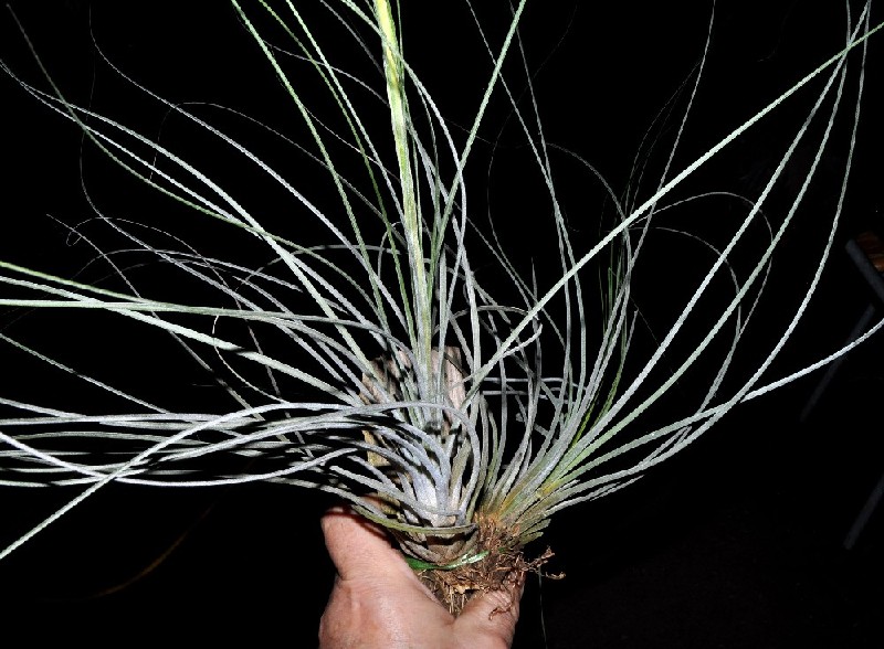 Tillandsia Juncea Planta Tillandsia com folhas finas e longas verde acinzentadas segurada à mão
