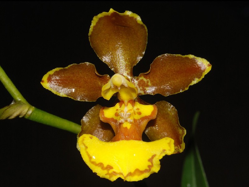 Oncidium Oliganthum Orquídea castanha e amarela com fundo preto