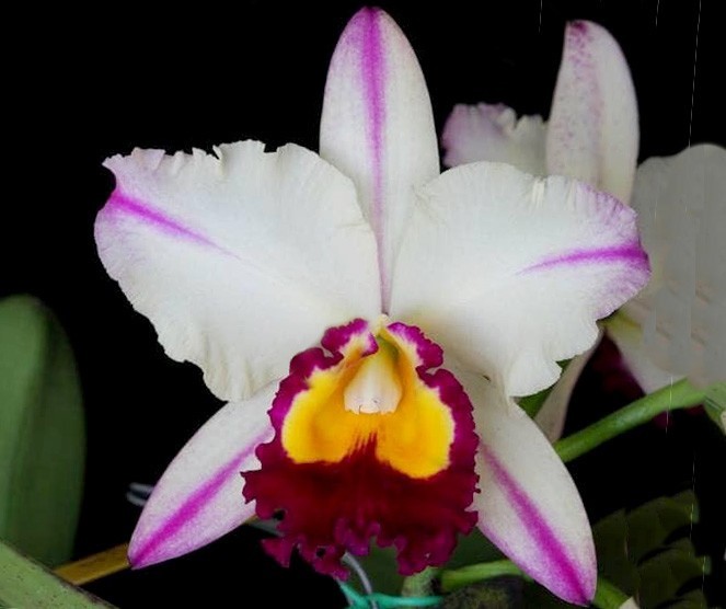 Cattleya Ann Cleo 'Laine' Orquídea branca com riscas lilás e centro amarelo e vermelho