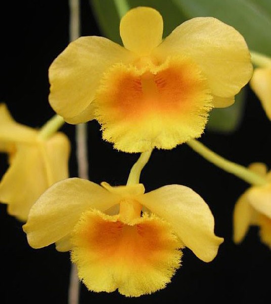 Dendrobium Chrysotoxum Orquídea amarela com centro laranja com textura aveludada no fundo preto