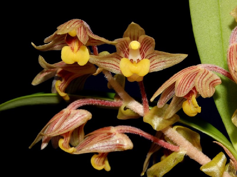 Eria Amica Orquídea amarela com riscas castanho-avermelhadas sobre fundo preto