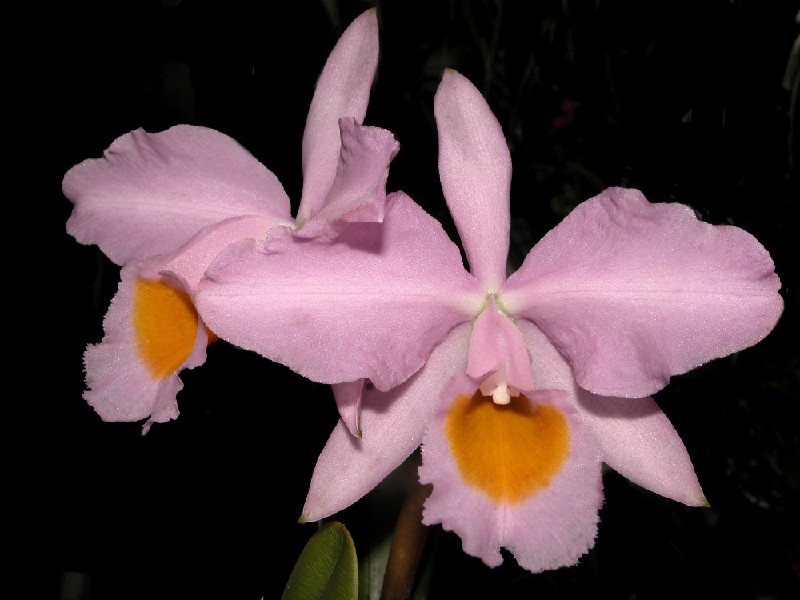 Cattleya Eldorado Concolor Flor rosa com centro amarelo e fundo preto