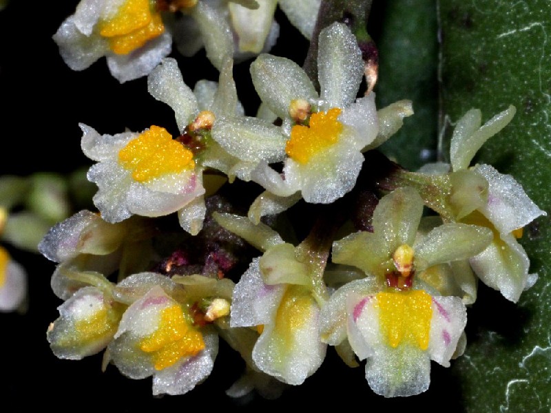 Oncidium Morenoi Flores pequenas brancas e amarelas com detalhes lilases em fundo verde.
