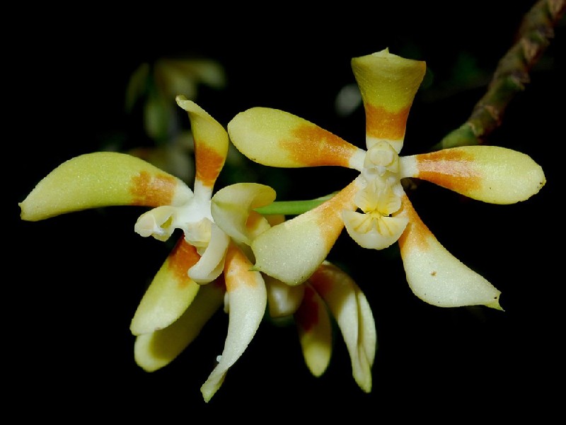 Phalaenopsis Fuscata Flores de orquídea creme com manchas laranja em fundo preto