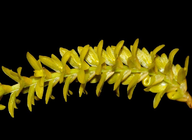 Dendrochilum Javieri Inflorescência de flores amarelas em espiga sobre fundo preto