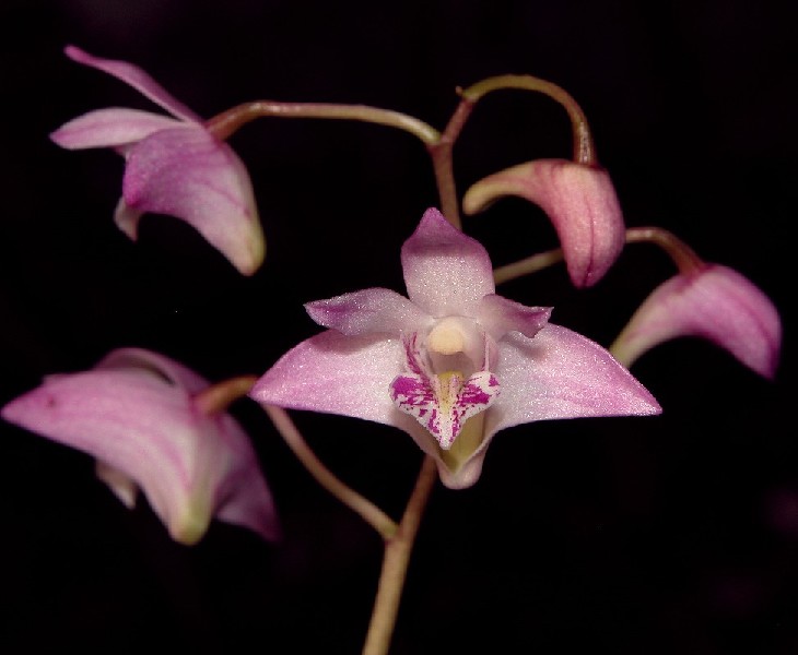 Dendrobium Kingianum Orquídea rosa com detalhes roxos sobre fundo preto