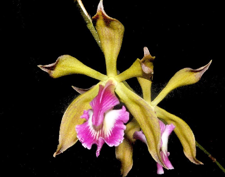 Encyclia Plicata Flor orquídea amarela com centro rosa e branco em fundo preto