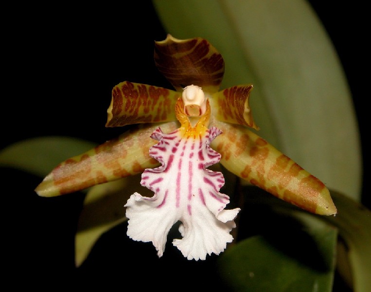 Helcia Sanguinolenta Flor exótica com pétalas marrons e brancas com riscas rosa