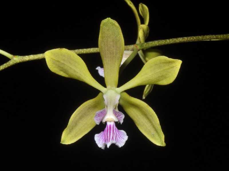 Encyclia Replicata Orquídea verde com labelo branco e riscas roxas