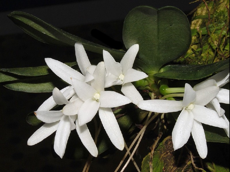 Aerangis Fastuosa Flores brancas em forma de estrela com folhas verdes espessas