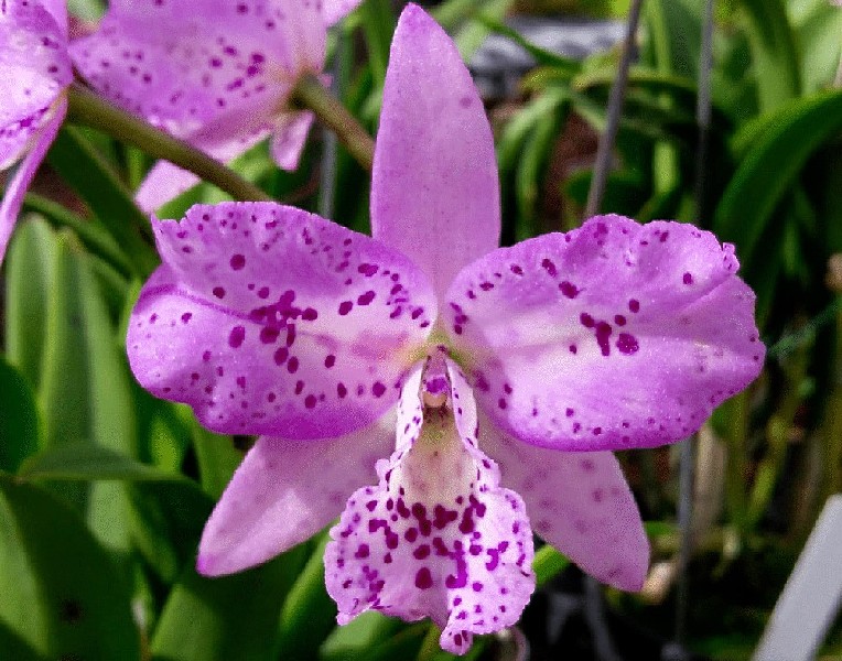 Cattleya Taiwan Chameleon Orquídea rosa com manchas roxas e folhas verdes ao fundo