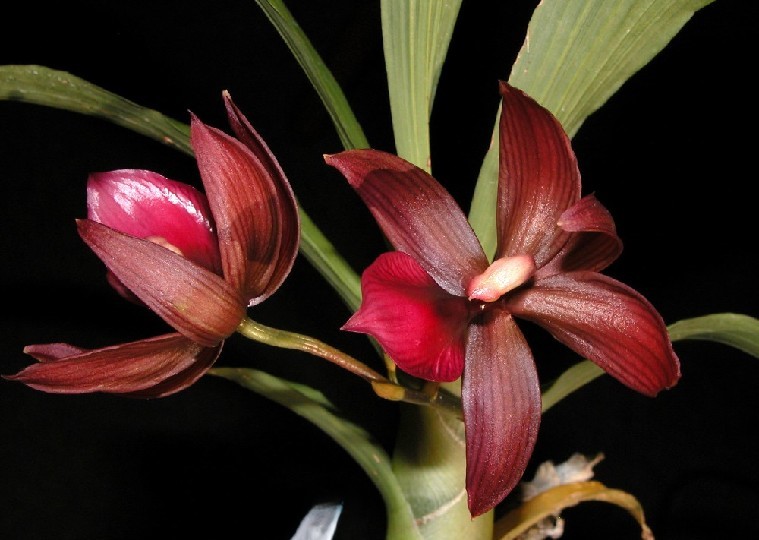 Cycnodes Wine Delight 'JEM' Flores de orquídea vermelhas escuras com folhas verdes em fundo preto