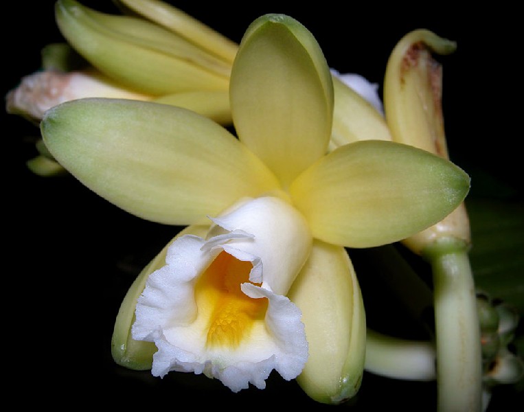 Vanilla Chamissonis Flor de baunilha amarela com centro branco e detalhe amarelo