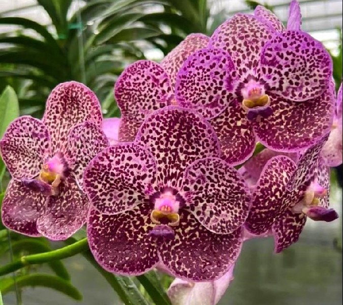 Vanda Wanvarat Flores de orquídea roxa com manchas escuras e folhas verdes ao fundo