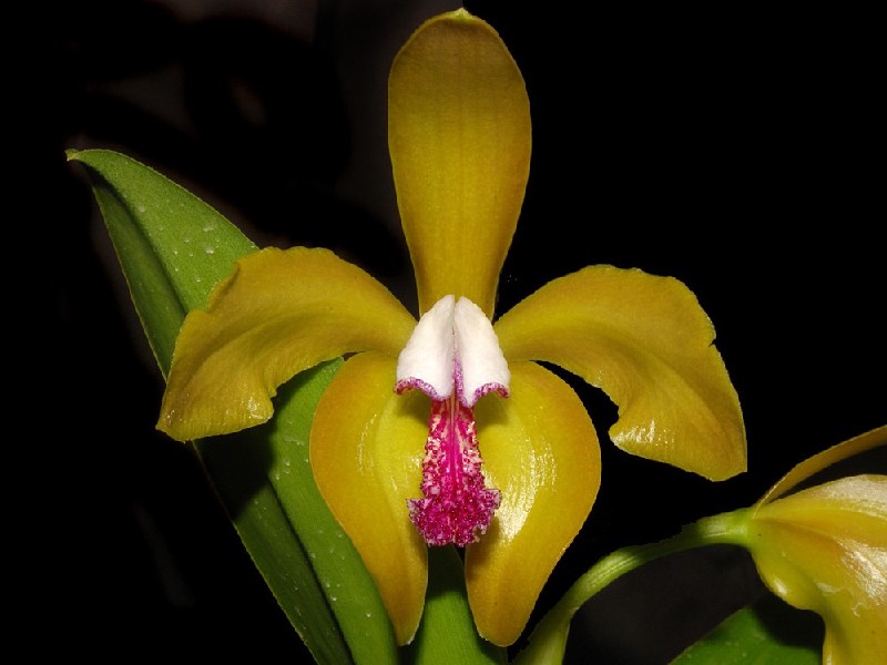 Cattleya Porphyroglossa Flor amarela com centro branco e rosa sobre fundo preto