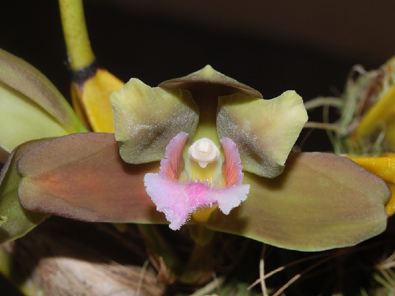 Bifrenaria Fuerstenbergiana Orquídea com pétalas verdes, castanhas e labelo rosa